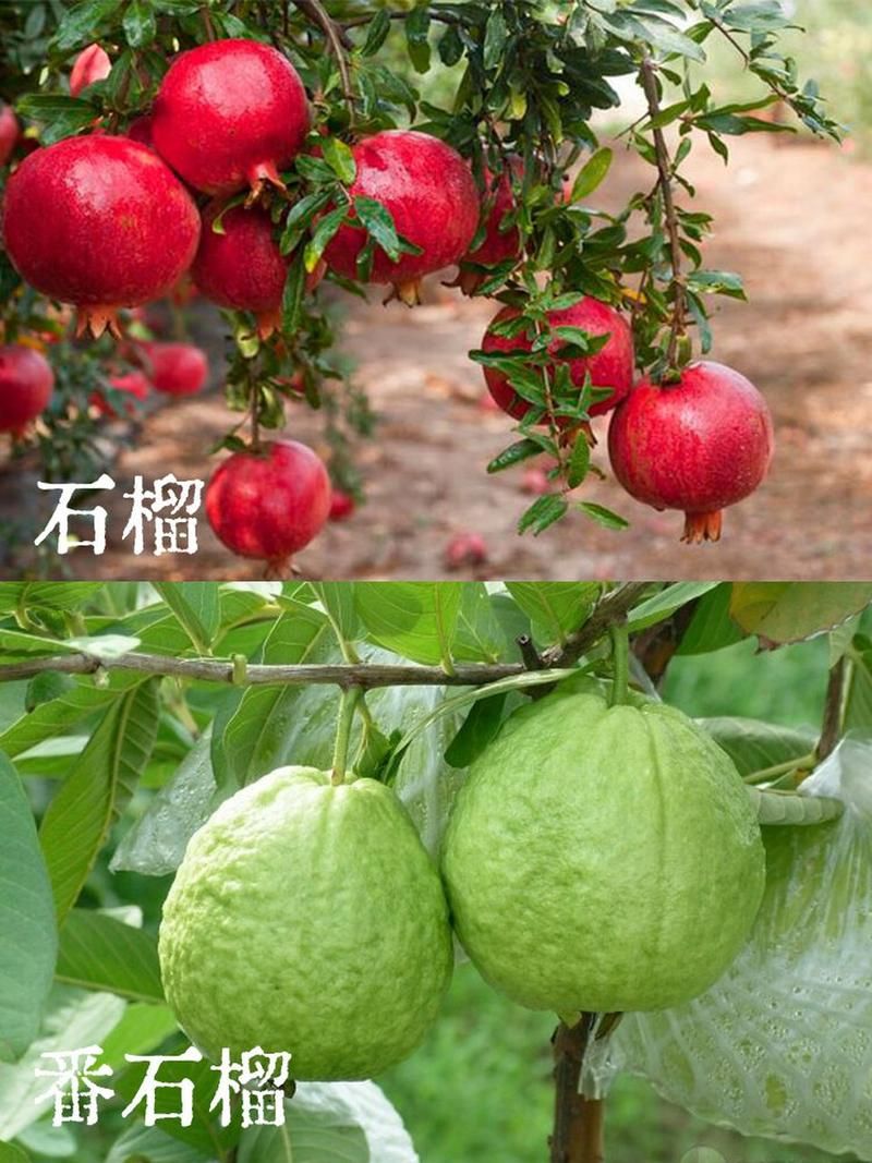 石榴和番石榴,到底谁更美味?