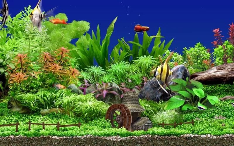 梦幻水族馆3HD：经典回归，体验全新玩法！