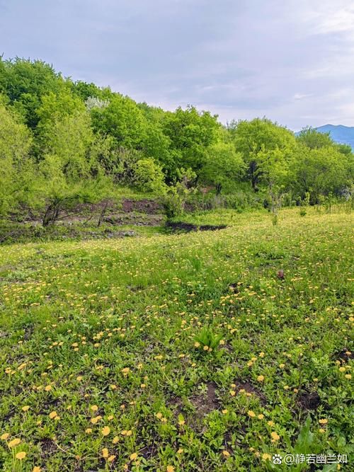 嫩绿的春天，嫩黄的夏季，嫩色的魅力