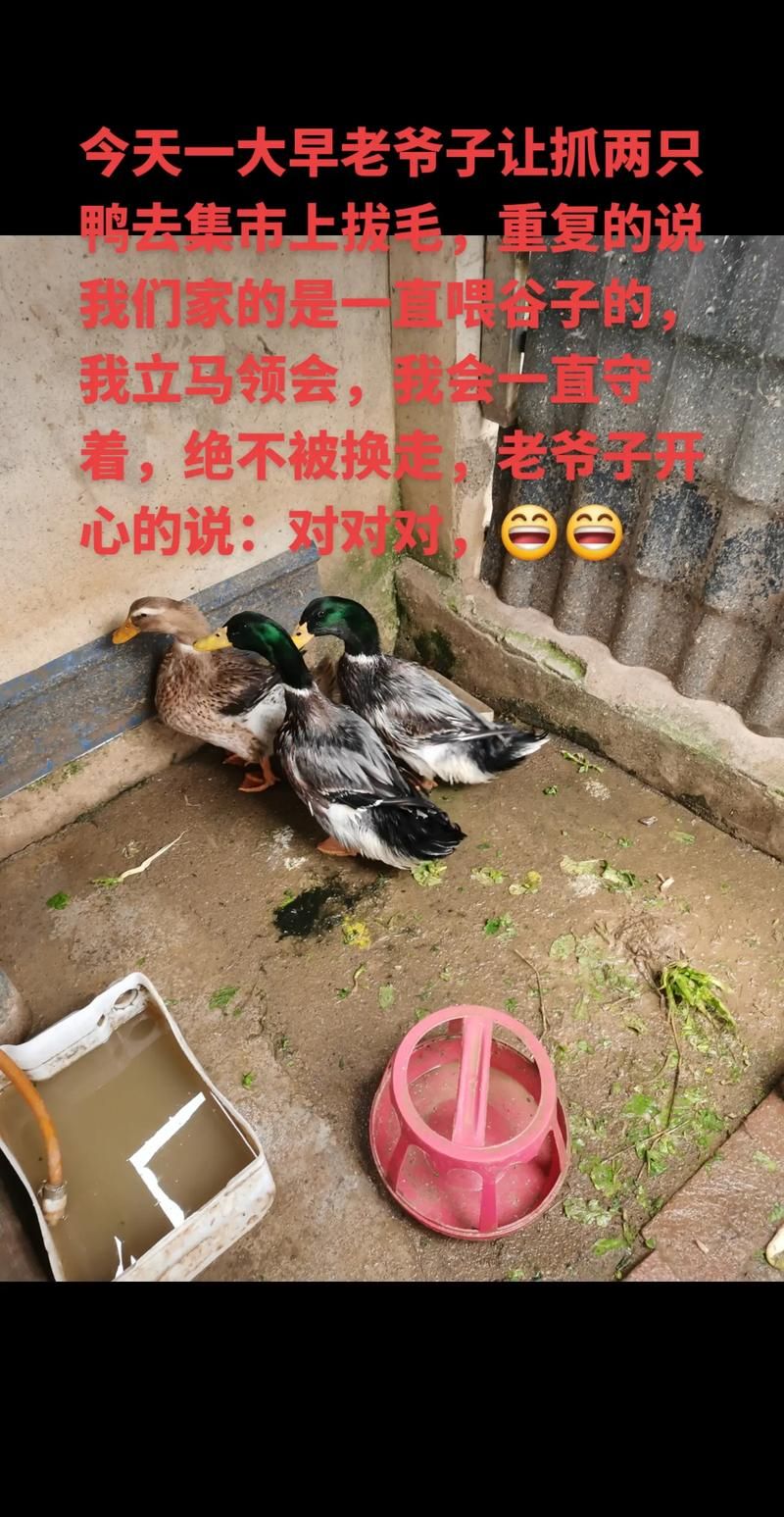 抖音抓鸭子是什么梗？原来是同学聚会游戏！