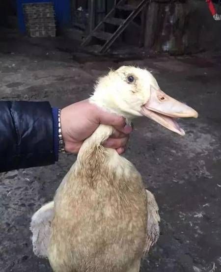 抖音抓鸭子是什么梗？原来是同学聚会游戏！