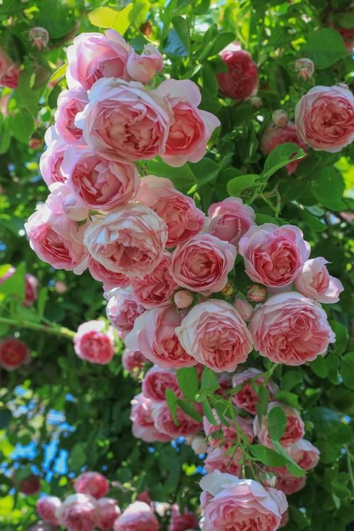 幻境寻宝:告别“百花露”命运,教你如何赢大奖!