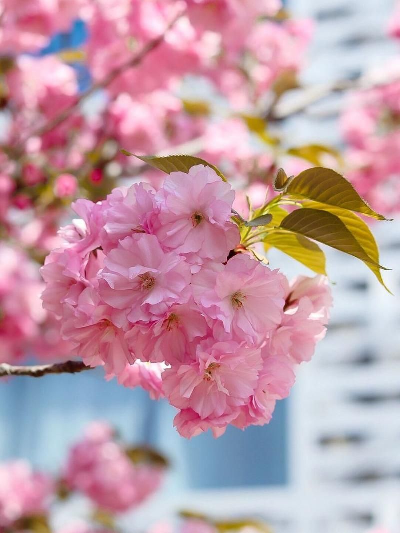 幻境寻宝:告别“百花露”命运,教你如何赢大奖!