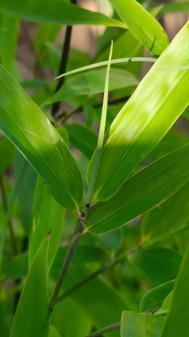 竹子实际上是草本植物,快来了解一下吧!