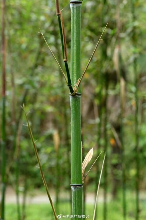 竹子实际上是草本植物,快来了解一下吧!