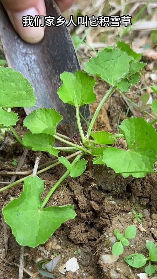 冬季雪封草地，哪种植物是动物的“救命稻草”？