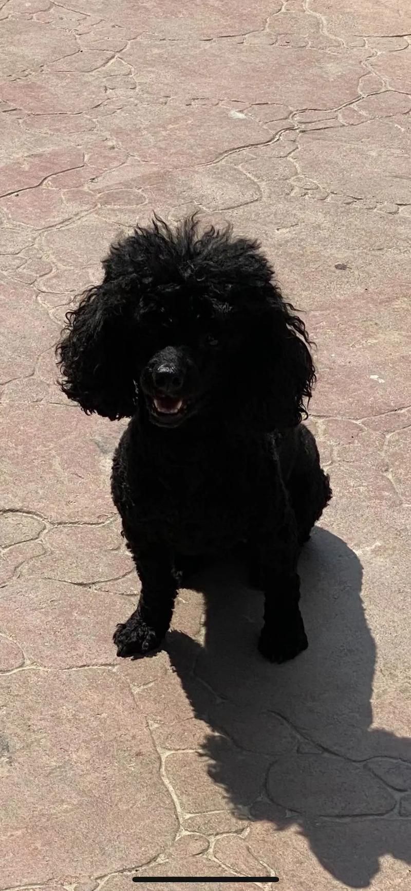 时之秘道宠物:寻找稀有宠物的最佳路线