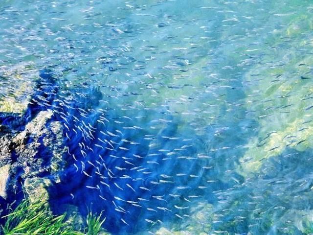 潘达利亚骑术:云端翔龙骑士团声望提升攻略