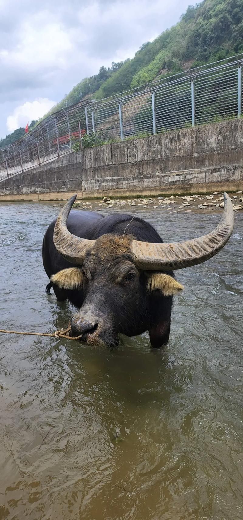 想玩斗牛?简单易懂的斗牛游戏玩法介绍