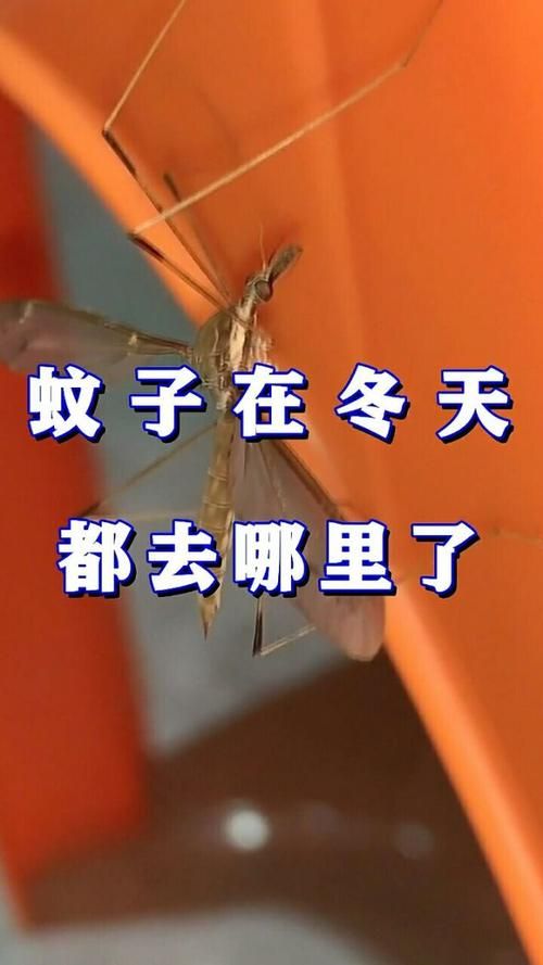蚊子冬天去哪了?原来它们会冬眠!