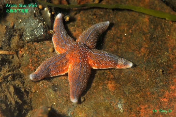 海星和鱼有什么区别?答案就在这里!