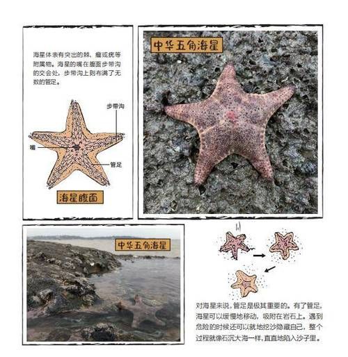 海星和鱼有什么区别?答案就在这里!