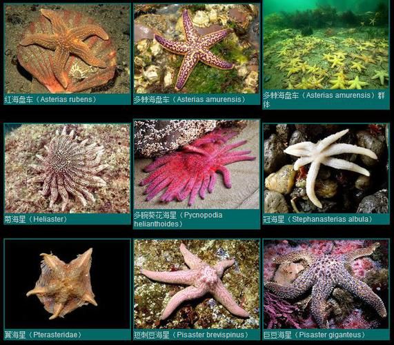 海星和鱼有什么区别?答案就在这里!