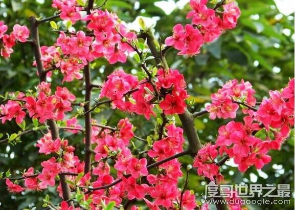 “红瘦”指的是什么花？这句词的典故和花卉介绍
