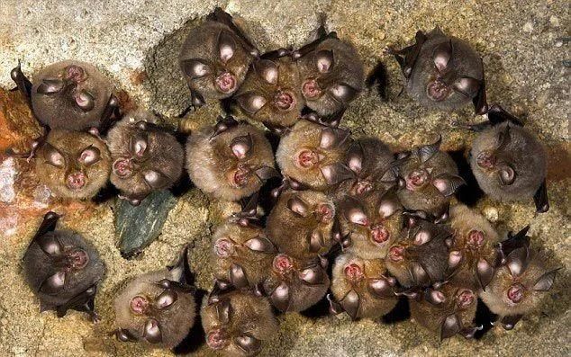 回忆童年!PSP蝙蝠侠游戏下载及经典关卡详解