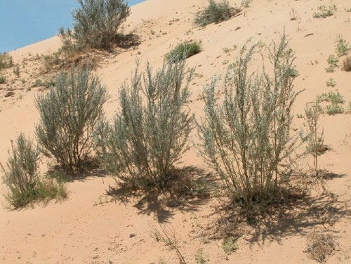 动物的救命草:柠条,沙漠中的生命奇迹