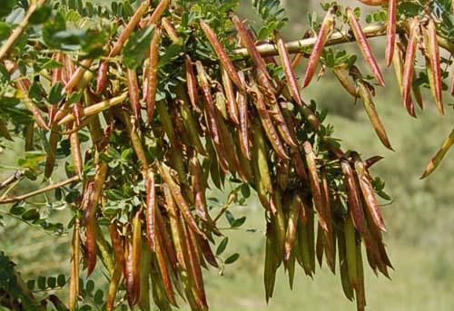 动物的救命草:柠条,沙漠中的生命奇迹