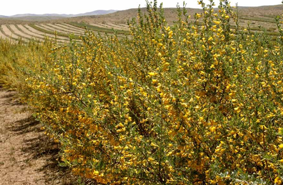 动物的救命草:柠条,沙漠中的生命奇迹