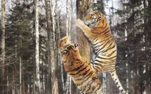 老虎爬树？别信谣言，猫才是大师！