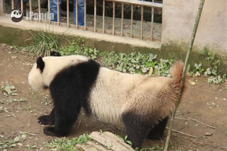 揭秘大熊猫的尾巴：为什么它如此短小？