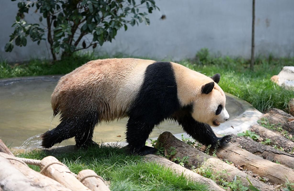 揭秘大熊猫的尾巴：为什么它如此短小？