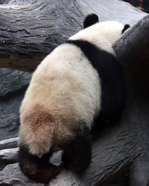 揭秘大熊猫的尾巴：为什么它如此短小？