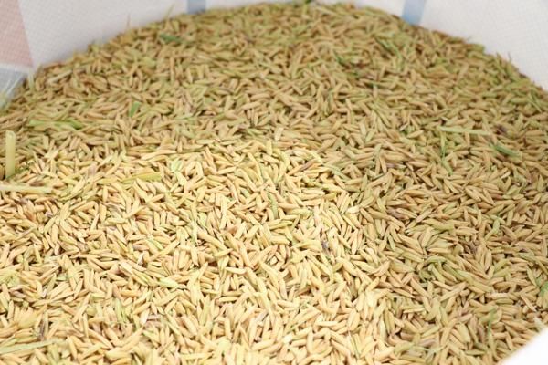 营养丰富的稻米：水稻主要成分及健康益处