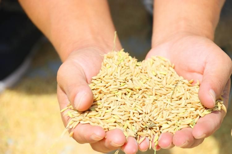 营养丰富的稻米：水稻主要成分及健康益处