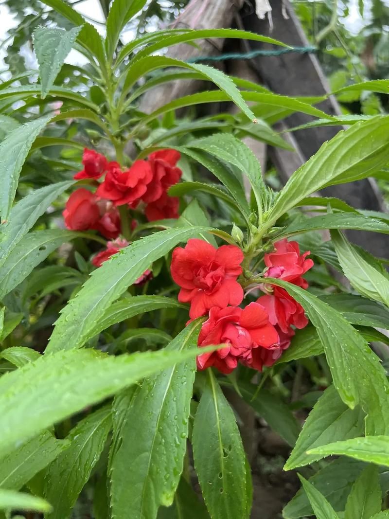 指甲花其实是它！农村娃的童年回忆杀