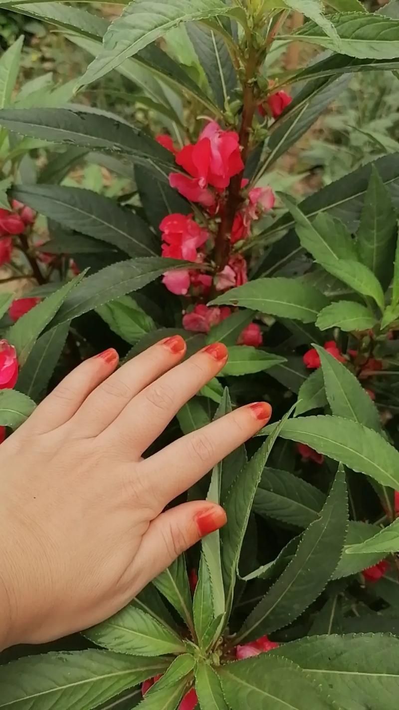 指甲花其实是它！农村娃的童年回忆杀