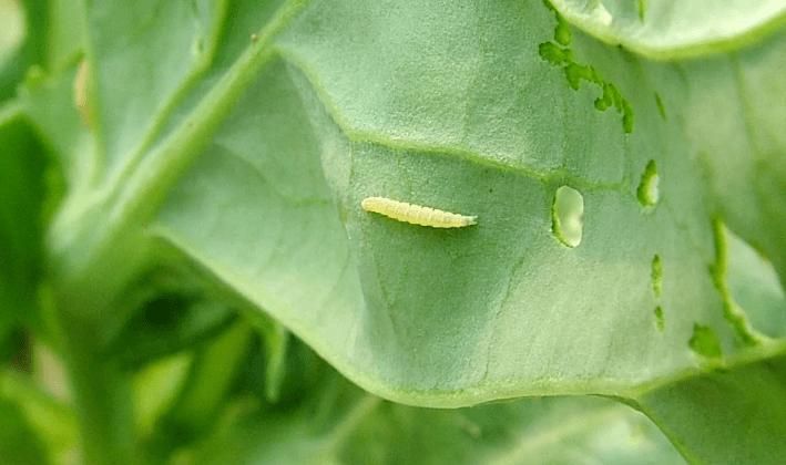 小菜蛾防治难,这些原因你都知道吗?