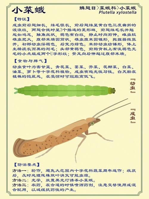 小菜蛾防治难,这些原因你都知道吗?