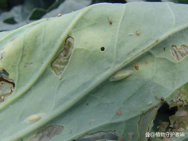 小菜蛾防治难,这些原因你都知道吗?