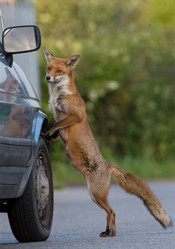 狐狸排队取钱，这到底是真事还是假新闻？