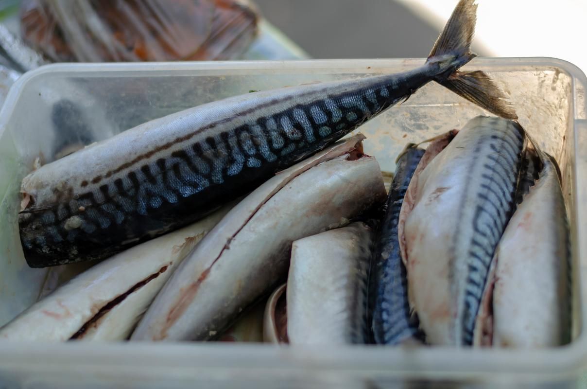 鳗鱼有鳞片吗?细说鳗鱼鳞片的秘密