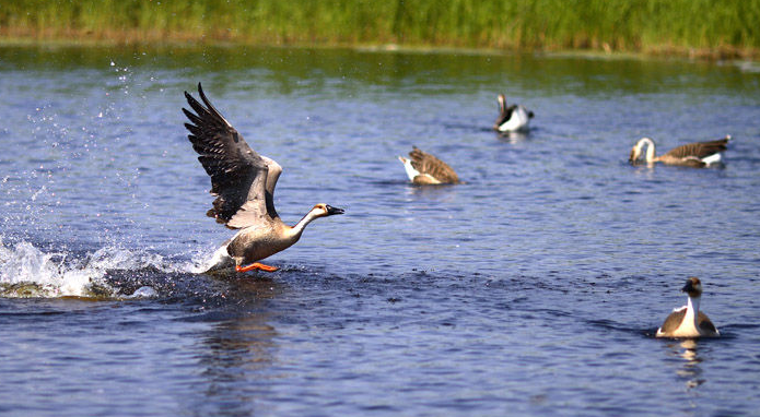 会游泳的大雁：水上生活技能大公开