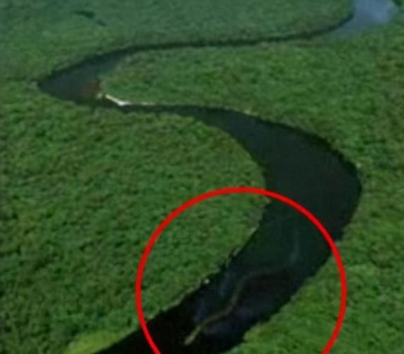 世界最大蛇类？水蟒的生存能力有多强？