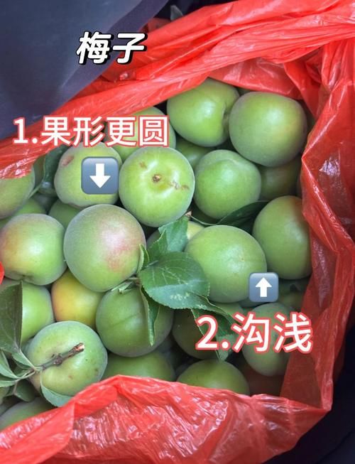 不会说杏子的英文？教你快速掌握apricot的读音和用法