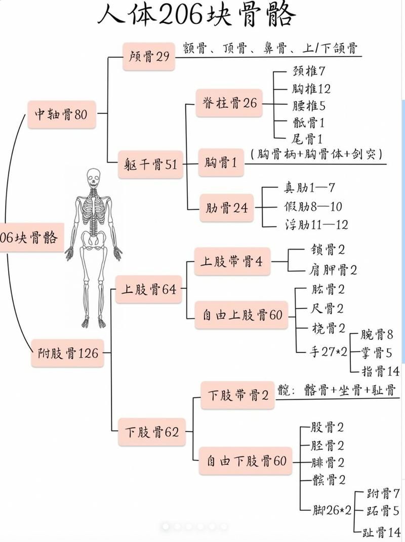 一文了解成人骨骼数量：206块骨骼的构成与分布