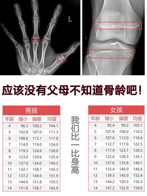 一文了解成人骨骼数量：206块骨骼的构成与分布