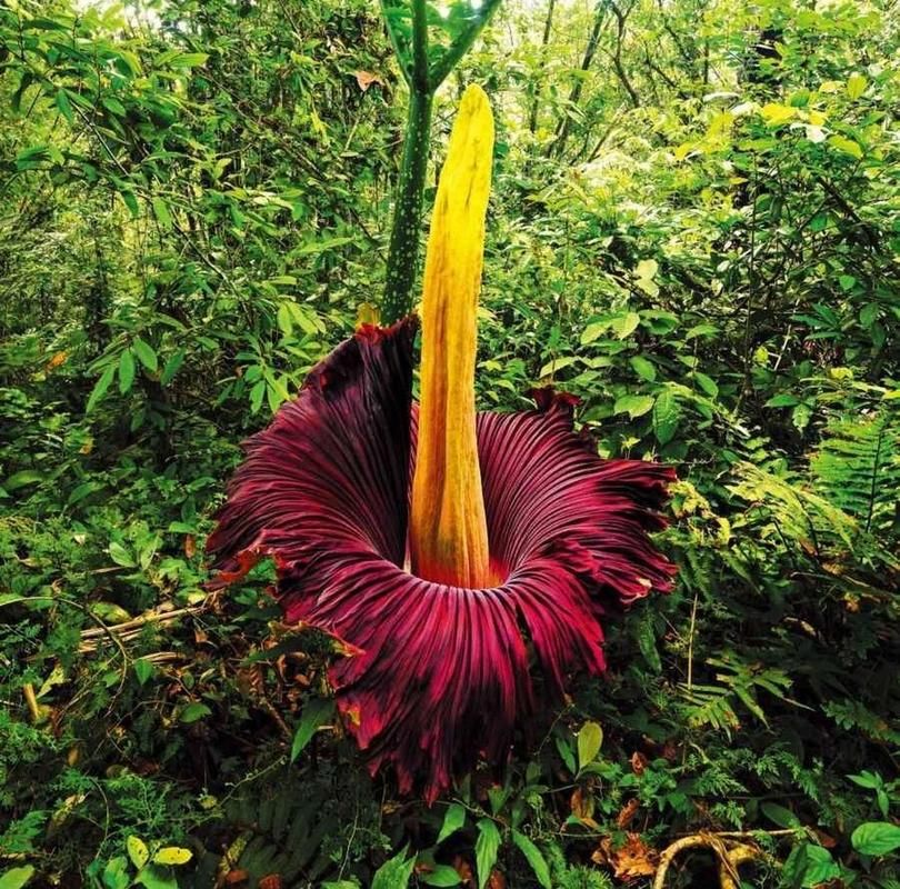 珍稀植物泰坦魔芋，它开花结果有多么不容易？