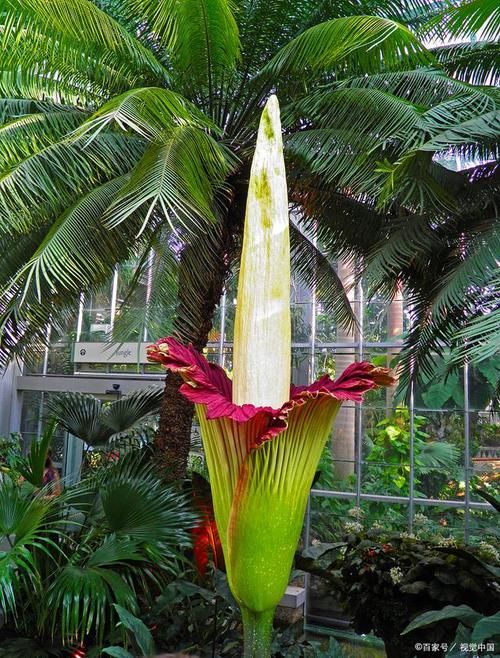 珍稀植物泰坦魔芋，它开花结果有多么不容易？
