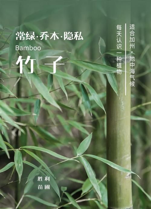 细数盛大Bambook手机的优缺点及市场定位