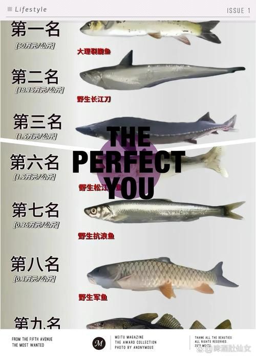 御龙天下钓鱼指南:鱼塘选择、装备及技巧全攻略