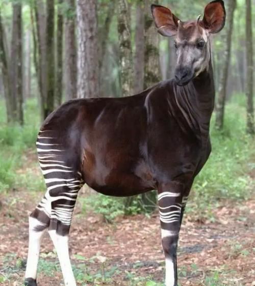 濒危动物奥卡狓，你了解多少？保护它刻不容缓！