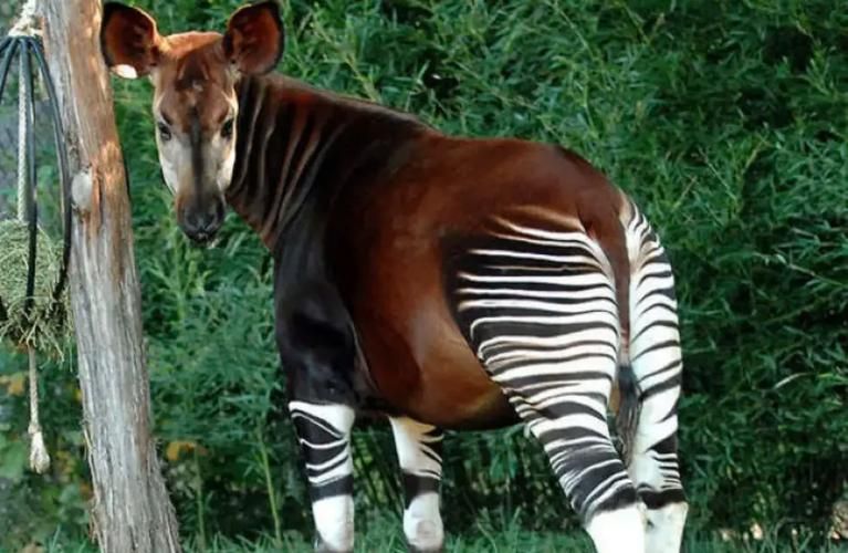 濒危动物奥卡狓，你了解多少？保护它刻不容缓！