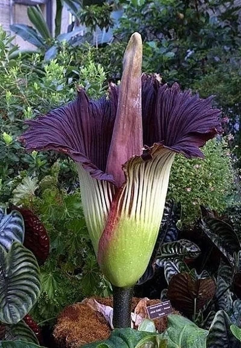 世界上最臭的花：尸臭魔芋的秘密你了解多少？