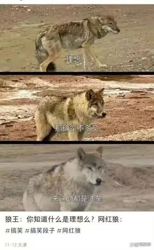 初代目网红狼的教训：野生动物保护刻不容缓