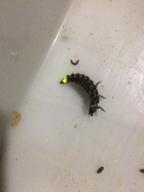 晚上出现神秘尾巴的物体是什么？答案你绝对想不到！