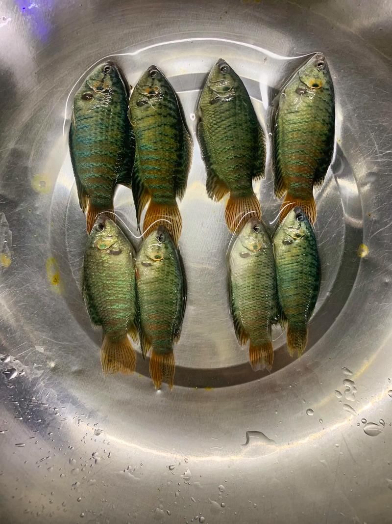 武汉江滩惊魂：斗鱼主播狗哥被打始末全揭秘